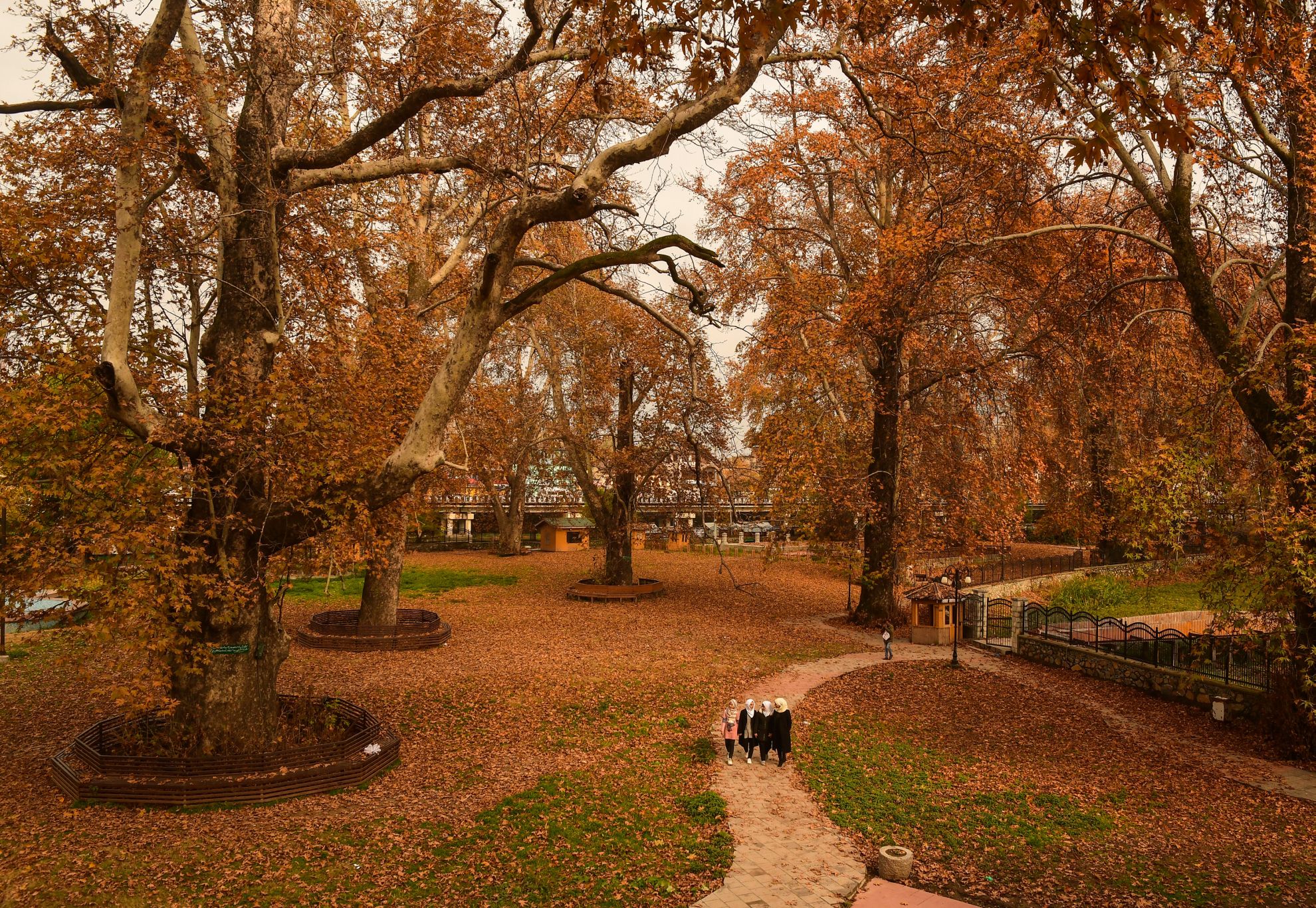 Autumn_ (6) (1)