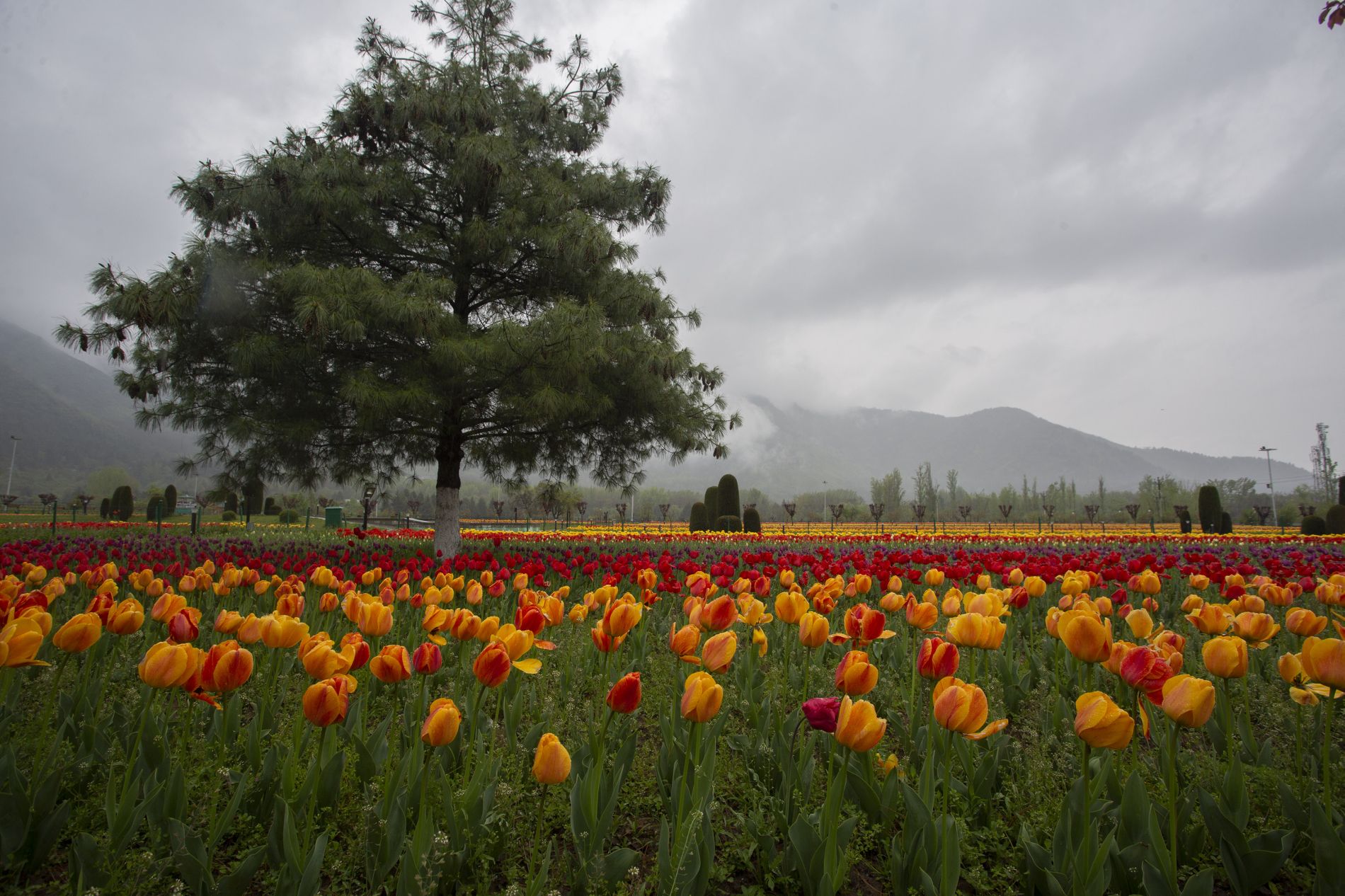Tulip Garden_ (20)